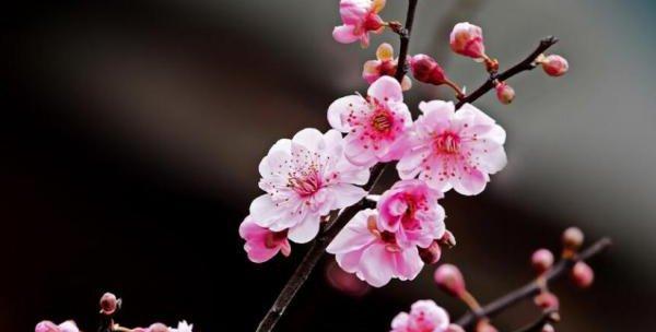 冬梅开花时间及花期长短（揭秘冬梅开花规律）