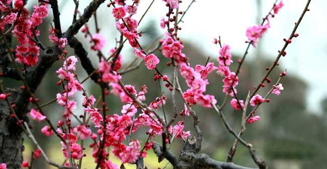 冬梅开花时间及花期长短（揭秘冬梅开花规律）