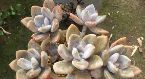 冬美人养殖方法详解（从养护到繁殖）