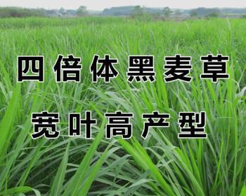 了解冬牧70黑麦草（多年生的特点和种植技巧）