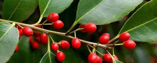 冬青开花，知识全在这里（解密冬青开花的奥秘）