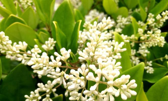 冬青开花预示着什么（揭示冬青开花的奥秘与预兆）