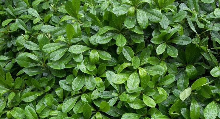 冬青，一种多年生植物（介绍冬青的生长习性和用途）