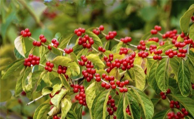 冬青树——四季常青的美丽植物（欣赏冬青树的独特魅力）