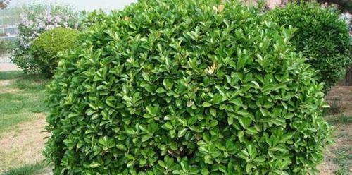 冬青树——四季常青的美丽植物（欣赏冬青树的独特魅力）