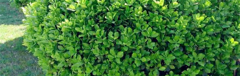 冬青树——四季常青的美丽植物（欣赏冬青树的独特魅力）