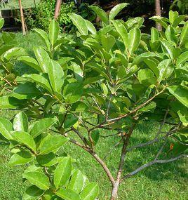 冬青喜阴还是喜阳（探究冬青植物的生态特点）