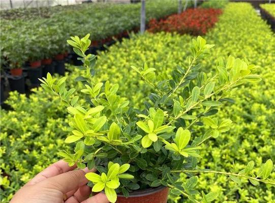 冬青的种植技巧（从选种到管理）