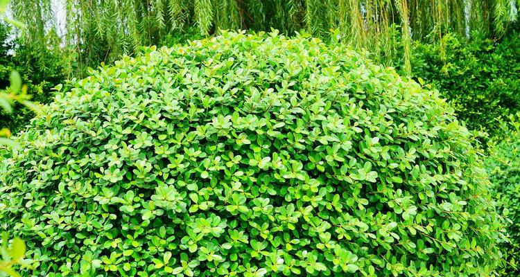 冬青的种植技巧（从选种到管理）
