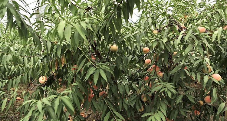 冬桃开花结果时间和关键因素（探究冬桃开花结果的时令和生长环境）