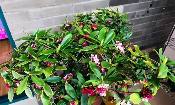 冬天好养的花卉大盘点（探秘花海中的冬季花卉）