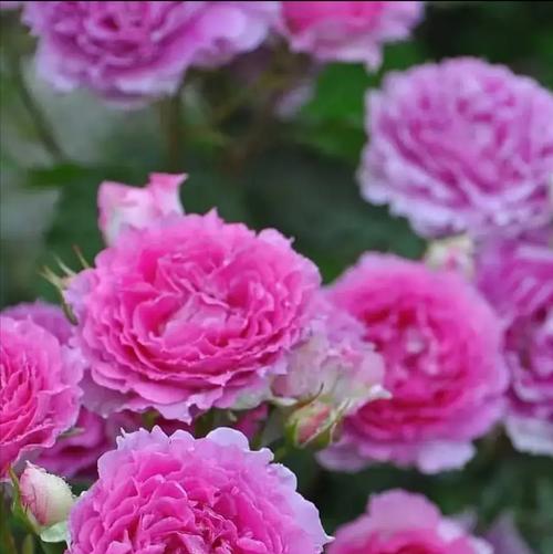 冬季花卉之美（探寻冬天里的鲜花世界）
