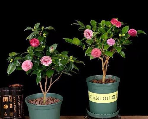 冬天家庭最适合种植的花和植物（绿植增加室内氧气）
