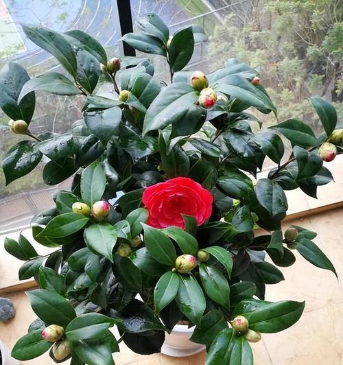 冬天家庭最适合种植的花和植物（绿植增加室内氧气）