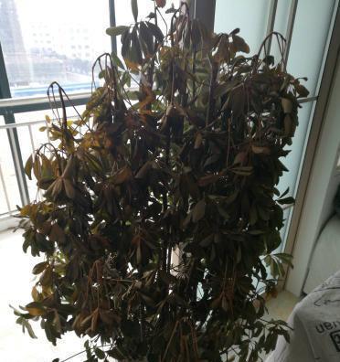 冬日里的孤独枯树（寂寞的枯树干）