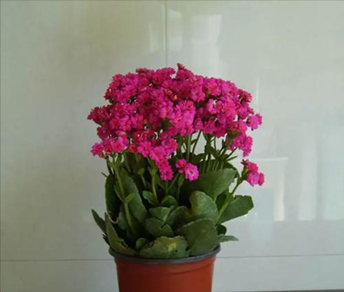 冬天应该种植哪些花卉（寻找让冬天更美好的植物选择）