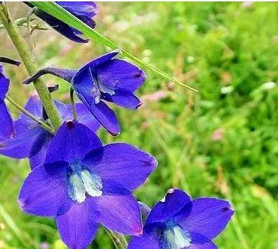 冬天耐寒的花卉（寻找美丽与坚韧并存的花卉）