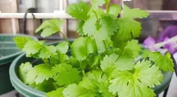 冬季种菜攻略（寒冬里的蔬菜丰收之路）