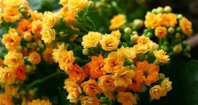 冬日花海，适合种植哪些花卉（寻找花海）