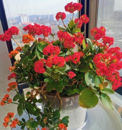 冬日花海，适合种植哪些花卉（寻找花海）