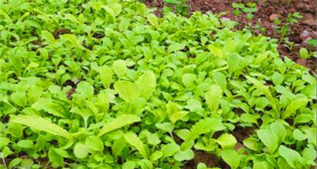 冬季蔬菜种植指南（打造家庭冬季蔬菜园）