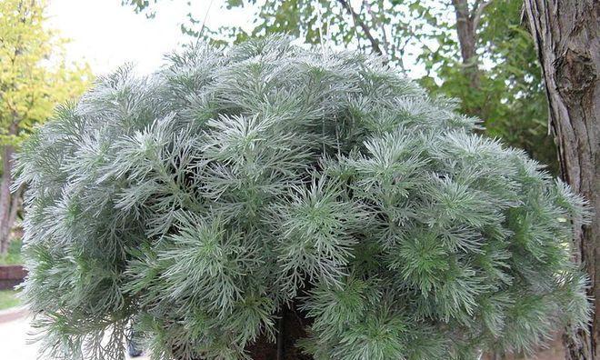 冬季适宜种植的树种（选择适合冬季种植的树种有哪些）