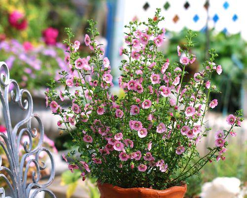 冬季室内花卉养护全攻略（打造温馨室内花园）