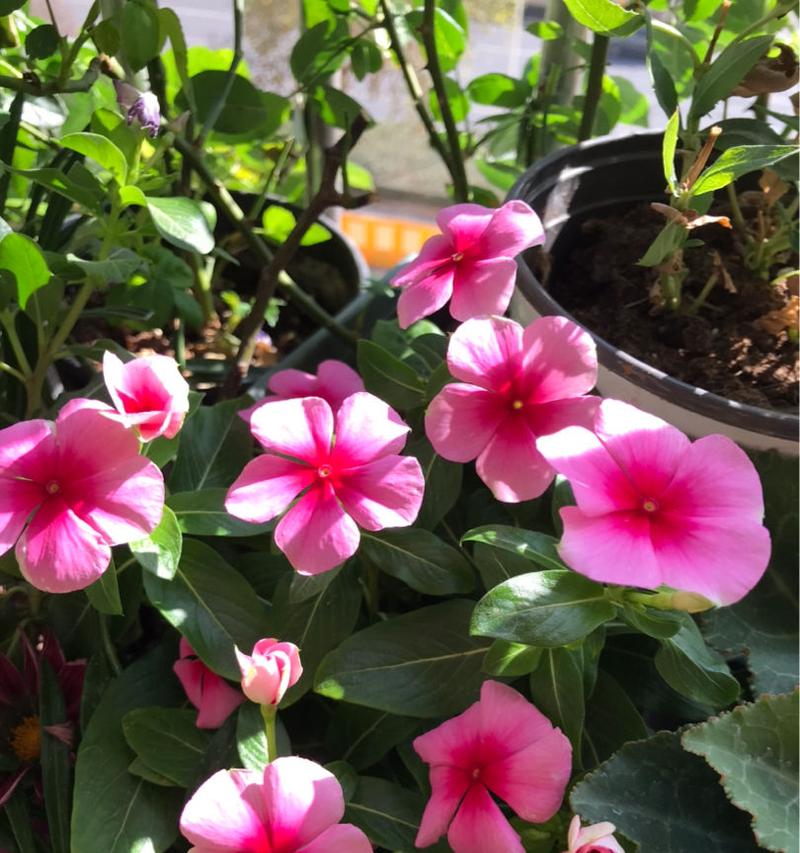 寒冬里哪些花儿最适合室外栽培（寒冬养花）