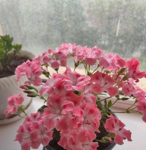 寒冬里哪些花儿最适合室外栽培（寒冬养花）