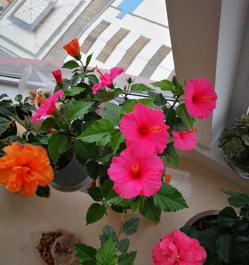 冬季花园的美丽盛宴（打造属于你的冬季花园）