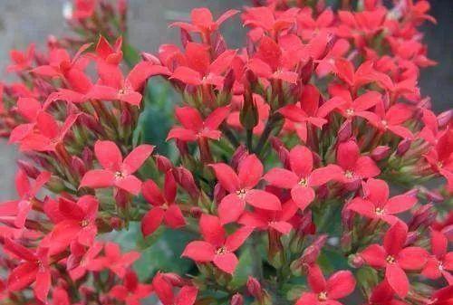 冬季花园的美丽盛宴（打造属于你的冬季花园）