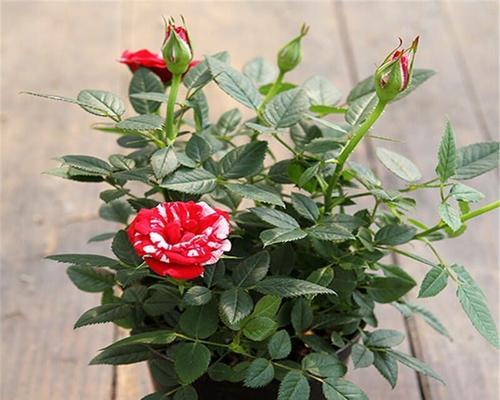 冬季花园的美丽盛宴（打造属于你的冬季花园）