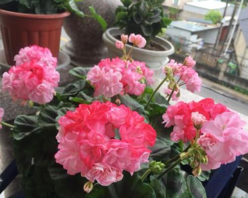 冬天阳台花卉养护指南（打造温馨的冬日阳台）