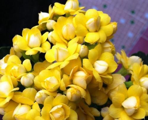 冬天阳台花卉养护指南（打造温馨的冬日阳台）