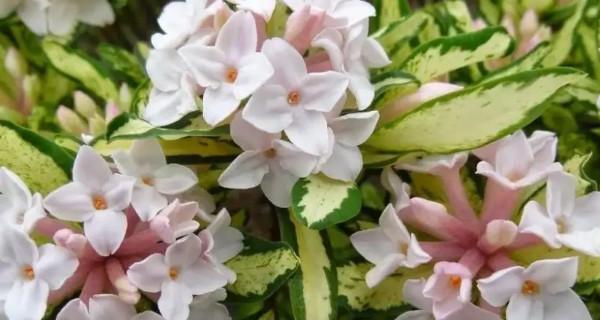冬天阳台花卉养护指南（打造温馨的冬日阳台）