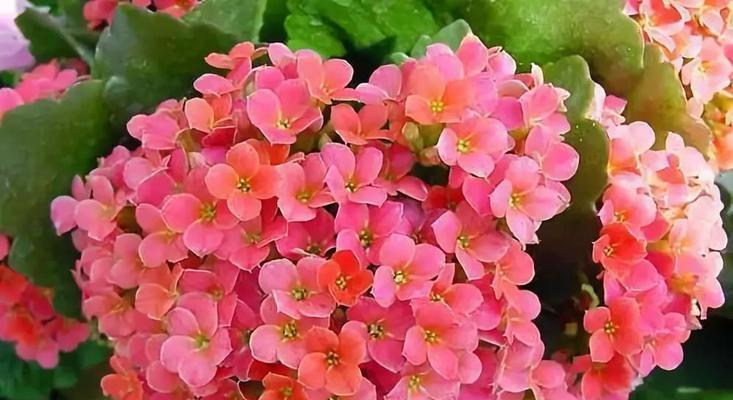 冬天养花，美丽绽放（这些花可以让你的冬天更有温度）