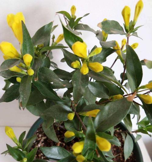 冬季室内温暖适宜的花卉养殖（寻找合适的花卉）