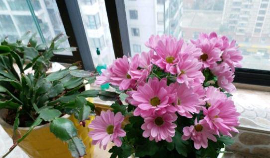 冬季室内温暖适宜的花卉养殖（寻找合适的花卉）