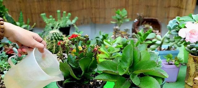 冬季室内温暖适宜的花卉养殖（寻找合适的花卉）
