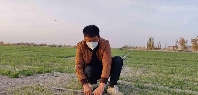 冬小麦品种排名及优良品种推荐（了解冬小麦品种）
