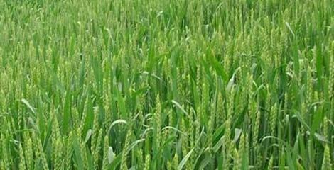 冬小麦播种的最佳时间（选择适宜的时间）