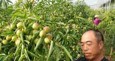 冬枣产量高，每亩可达多少斤（探究冬枣的高产原因及栽培技巧）