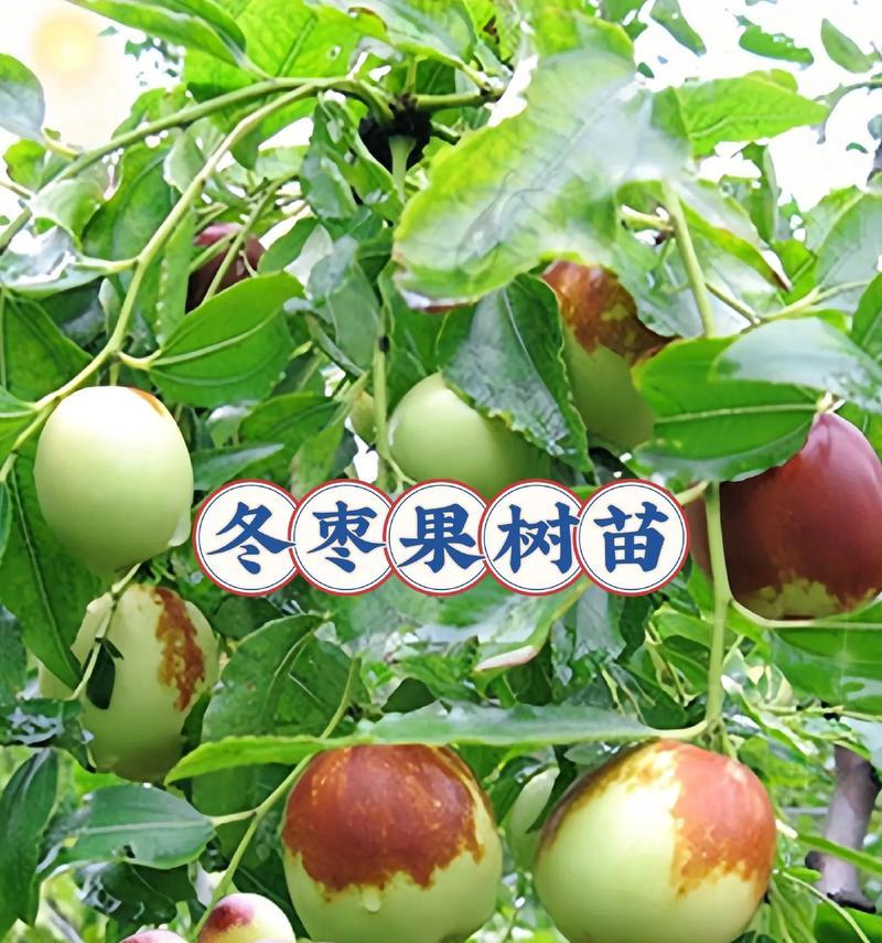选择适合地区的优质冬枣树苗品种（冬枣树苗如何选择）
