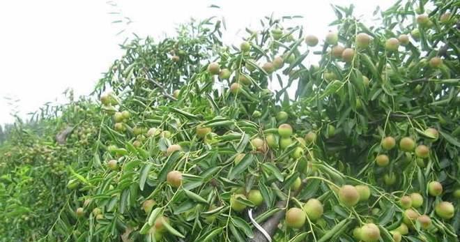 探讨适合种植冬枣的条件（选择最佳土壤和气候条件的关键）
