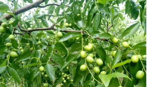 探讨适合种植冬枣的条件（选择最佳土壤和气候条件的关键）