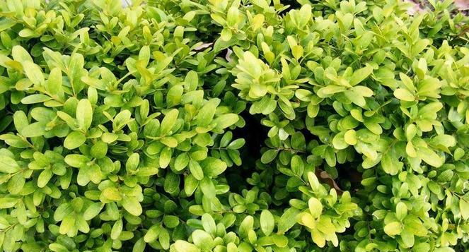 探秘豆瓣菜（豆瓣菜的种类）