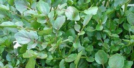 探秘豆瓣菜（豆瓣菜的种类）