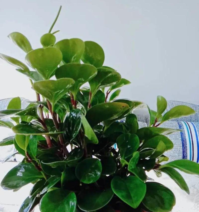 豆瓣绿（绿色植物需要光合作用）