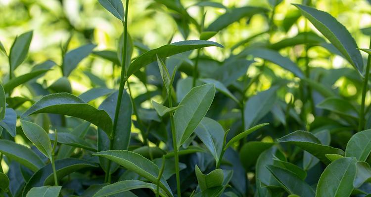 豆浆茶——一种特别的茶饮（制作方法）