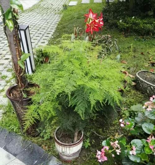 剩豆浆不要倒，浇花更好（剩豆浆怎么处理？剩豆浆的妙用）